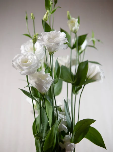 Beautiful pure white Lisianthus flower on a white background - White rose-selective focus