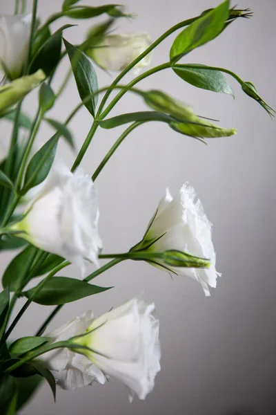 Beautiful pure white Lisianthus flower on a white background - White rose-selective focus