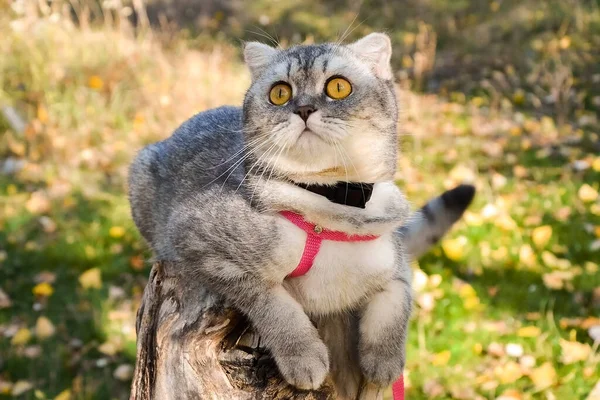 Beautiful Fluffy Cat Walks Autumn Forest Collar Cat Sitting Tre — Stock Photo, Image