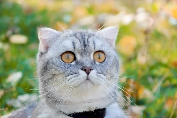 Vackra Fluffiga Kattpromenader Höstskogen Med Krage Katten Sitter Gras — Stockfoto