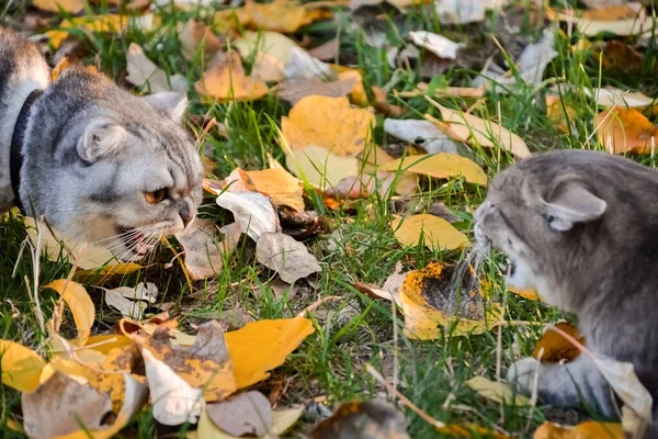 angry gray tabby cat hisses at the cat. a fight between a domestic and a wild cat on the grass with yellow leaves, autumn da