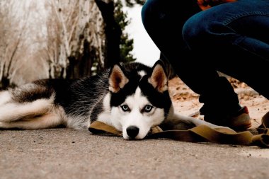 Üzgün, iri bir köpek baykuşun ayaklarının dibinde yatıyor.