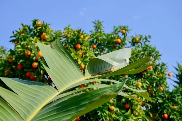 Liść Banana Pomarańczowe Zbiory Wiszące Gałęzi Drzewa Cytrusowe Izraelu Ciepły — Zdjęcie stockowe