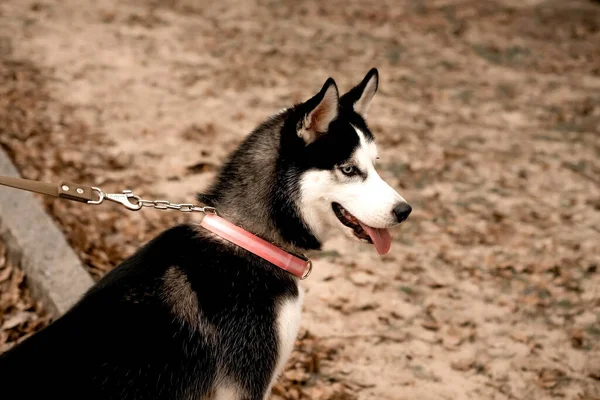 Divertido Perro Husky Con Collar Corre Paseos Largo Playa Otoño — Foto de Stock