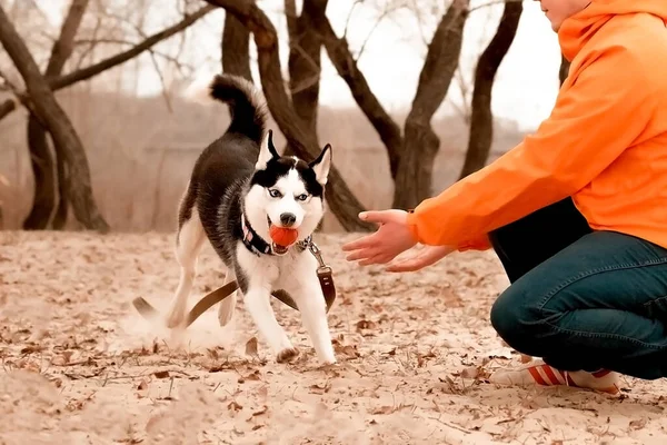 Ragazzo Con Una Giacca Arancione Cammina Strada Con Husky Fare — Foto Stock