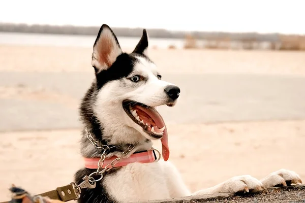 Divertente Cane Husky Con Colletto Corre Passeggiate Lungo Spiaggia Autunno — Foto Stock