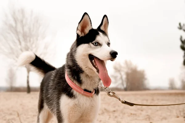 Engraçado Cão Husky Com Uma Coleira Corre Passeios Longo Praia — Fotografia de Stock