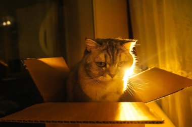 Komik kızgın kedi penceredeki karton kutuda oturur, akşam atmosferi...
