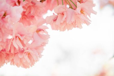 Narin pembe sakura çiçekleri ve yeşil yapraklar. narin bahar arkaplanı, taç yaprağı çerçevesi