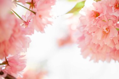 Narin pembe sakura çiçekleri ve yeşil yapraklar. narin bahar arkaplanı, taç yaprağı çerçevesi