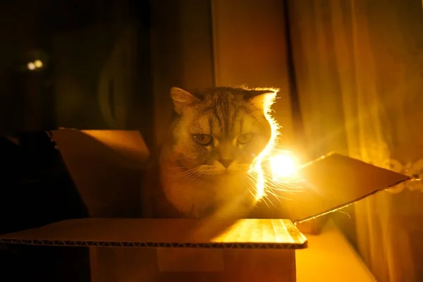 Śmieszne Zły Kot Siedzi Pudełku Tekturowym Oknie Wieczorem Atmosfera Hous — Zdjęcie stockowe