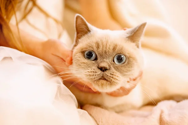 Manos Femeninas Acariciando Gato Blanco Cuidado Responsabilidad Los Niños Cuidado — Foto de Stock