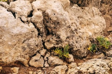 Bitki taşların üzerinde yetişir. Çimenler kumsaldan çıkar.