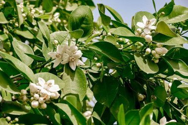 portakal çiçekleri, İsrail 'de narenciye ağaçları. Beyaz çiçekler ve yeşil izin