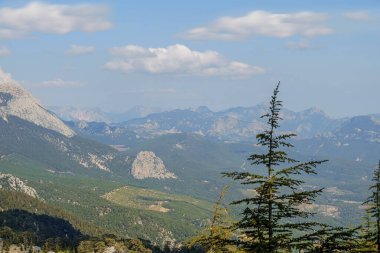 Türkiye 'deki yeşil dağlar açık bir gökyüzünün arka planına karşı Tahtali Dağı' nda eski bir çam ağacı