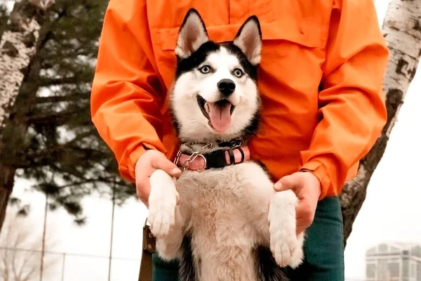 Ragazzo Con Una Giacca Arancione Cammina Strada Con Husky Fare — Foto Stock