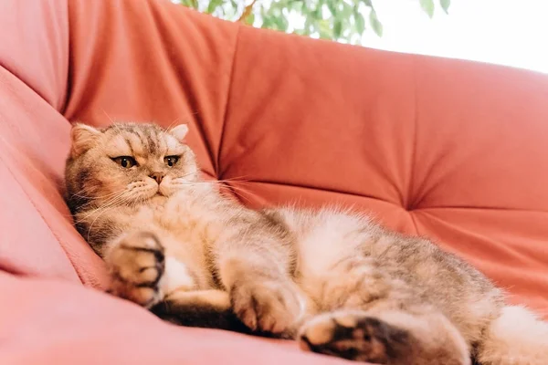 Słoneczny Poranek Puszysty Kot Leży Pokoju Różowej Sofie Odpoczynku — Zdjęcie stockowe