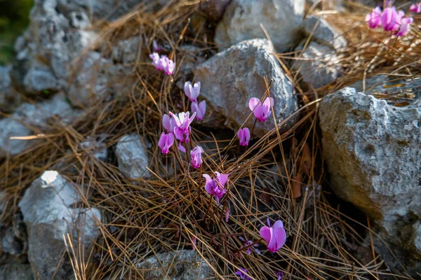 Muchas Flores Púrpuras Florecen Bosque Pavo Sobre Las Piedras Casco — Foto de Stock