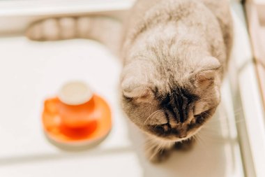 Küçük turuncu bir kahve fincanı kedinin yanındaki pencere eşiğinde duruyor, parlak su.