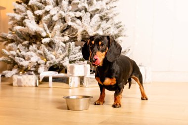 One beautiful black dachshund dog is standing on the floor near an iron bowl. New Year's hundred clipart