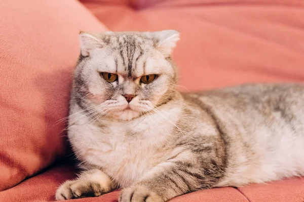 Manhã Ensolarada Gato Fofo Encontra Quarto Sofá Macio Rosa Descanso — Fotografia de Stock