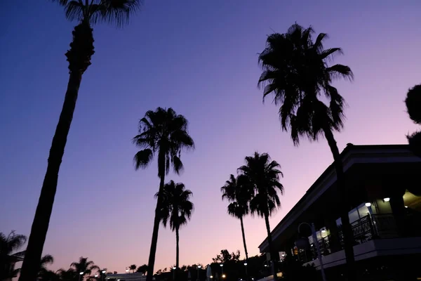 Красивый Вечерний Фон Пальмы Закате Небесный Радианк — стоковое фото