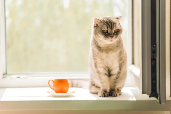 Zonnige Ochtend Pluizige Kat Loopt Vensterbank Een Kleine Oranje Koffiekop — Stockfoto