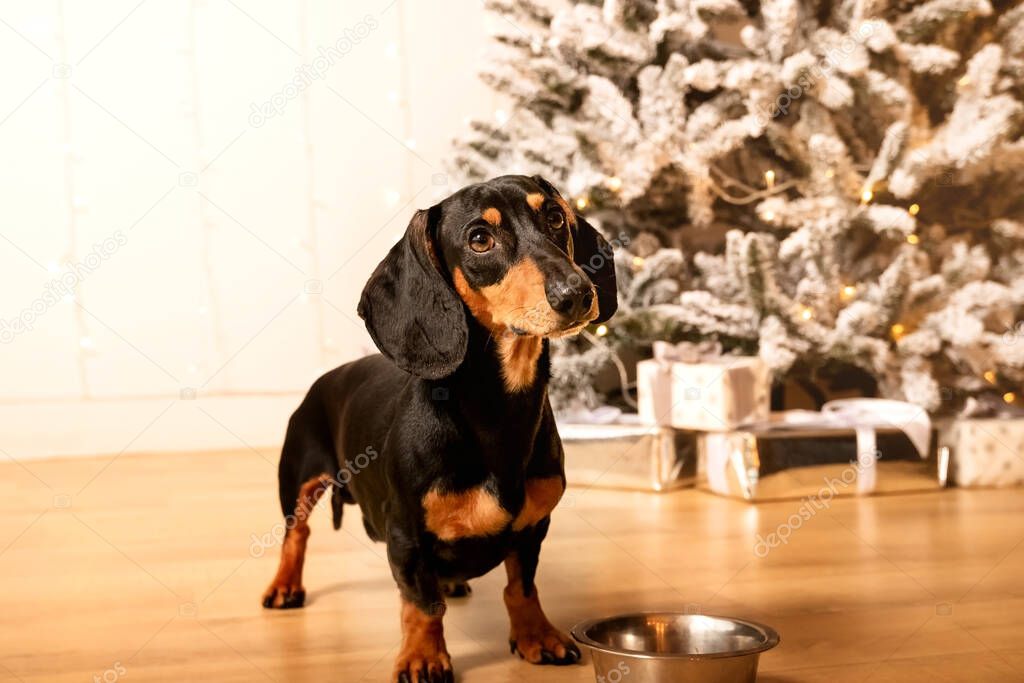One beautiful black dachshund dog is standing on the floor near an iron bowl. New Year's hundred