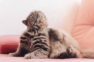 Gri tüylü bir kedi pembe bir kanepede yatar ve arkasını kaşır.