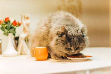 Büyük gri tüylü bir kedi masaya oturur ve portakal sosundan yemek yer.