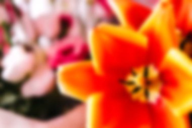 Bulanık bir arka plan, güzel lale başları. Mart 'ta bayram için güzel kokulu çiçekler 