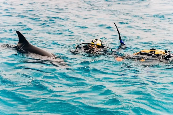 Grupo Personas Agua Nadan Con Delfín Buceando Mar Rojo Israel — Foto de Stock