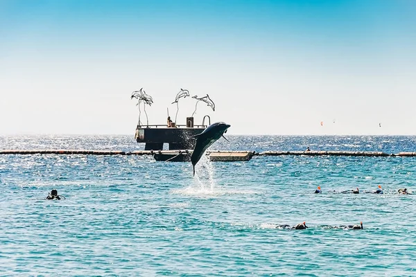 a dolphin jumps out of the water over people, a group of people in the sea swim with a dolphin, Snorkeling  diving in the Red Sea, Dolphin Reef, Israel.