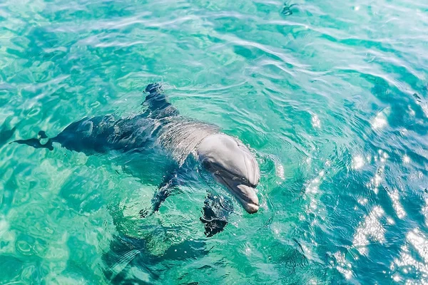 Delfín Joven Hermoso Emerge Del Agua Nadando Animales Juguetones Bailando — Foto de Stock