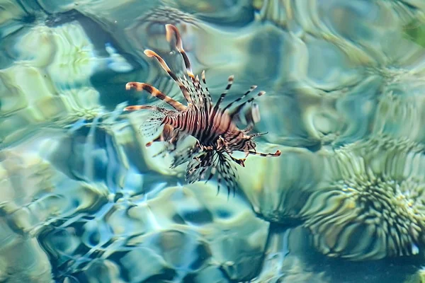 Fish Swims Sea Lionfish Zebra Transparent Water Background Stones Coral — Stock Photo, Image