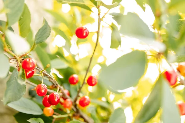 Сочная Ярко Красная Вишня Висит Дереве Зелеными Листьями Солнечный Свет — стоковое фото