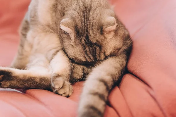 One Tabby Gray Fluffy Cat Lying Couch Sunny Morning Washing — Foto de Stock