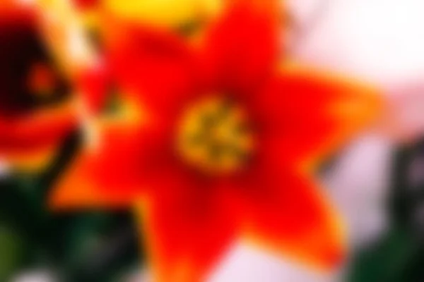 Blurred Festive Background Beautiful Tulip Heads Close Fragrant Flowers Holiday — Stock Photo, Image