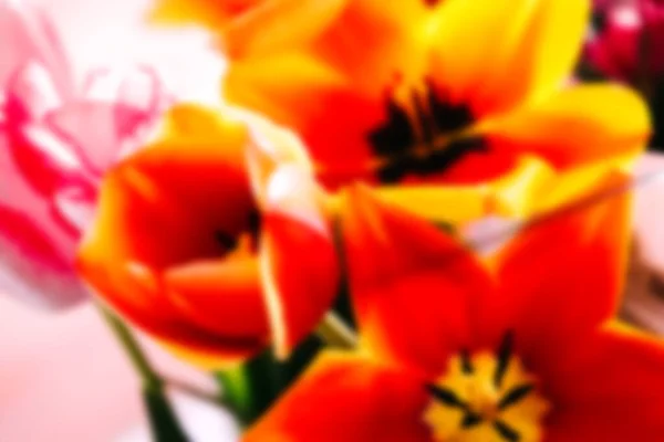 Fondo Festivo Borroso Hermosas Cabezas Tulipán Cerca Las Flores Perfumadas —  Fotos de Stock