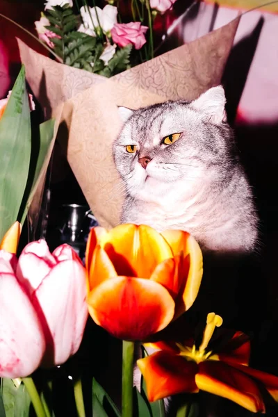 Beau Chat Tabby Trouve Près Bouquets Tulipes Belles Têtes Fleurs — Photo