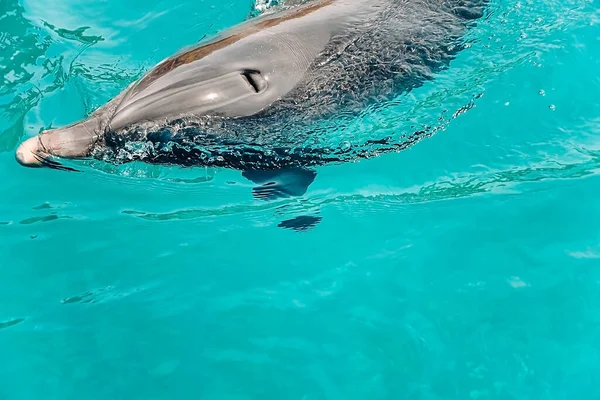 Delfín Joven Hermoso Emerge Del Agua Bailando Animales Juguetones Nadando — Foto de Stock