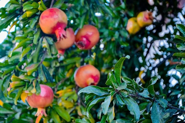 Ώριμα Φρούτα Ροδιού Κρέμονται Στο Δέντρο Περίοδος Συγκομιδής Στο Ισραήλ — Φωτογραφία Αρχείου