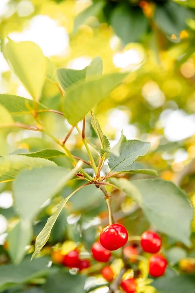 Сочная Ярко Красная Вишня Висит Дереве Зелеными Листьями Солнечный Свет — стоковое фото