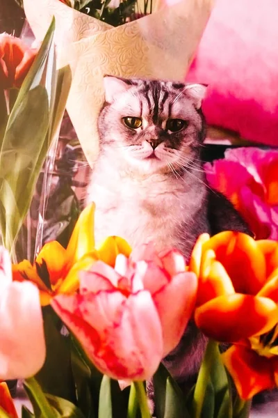 Piękny Kot Tabby Siedzi Pobliżu Bukietów Tulipanów Piękne Głowy Kwiaty — Zdjęcie stockowe