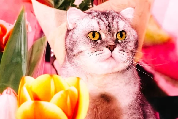 Hermoso Gato Tabby Sienta Inhala Olor Los Tulipanes Hermosas Cabezas —  Fotos de Stock