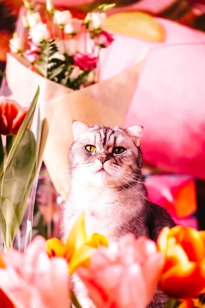 Красива Кішка Таббі Сидить Біля Букетів Тюльпанів Красиві Голови Квітів Ліцензійні Стокові Зображення