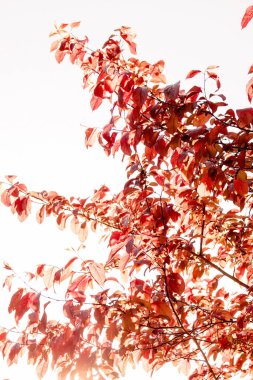 Güneş ağaçların yapraklarının arasından parlıyor. Kırmızı güneşli sonbahar yaprakları, altın sonbahar gelişi, kırmızı yapraklı plu