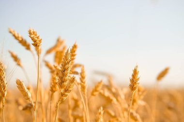 Mavi gökyüzü arka planında altın buğday kulakları, hasat mevsimi, ekinler, yatay görüntüler