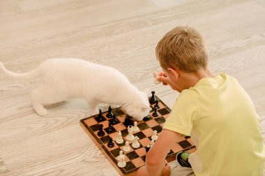 Akıllı beyaz kedi kanepenin yanında bir çocukla satranç oynuyor, evcil hayvan stratejisti, sahibiyle oynuyor, yatay görüntü.
