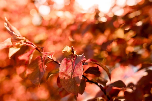 Rote Sonnige Herbstblätter Goldener Herbst Rotblättrige Pflaume Horizontaler Imag — Stockfoto
